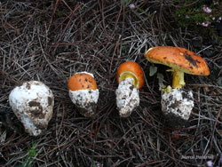 Mushroom, 9 October 2010