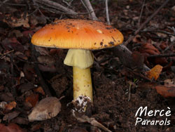 Mushrooms, season 2012