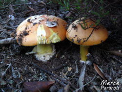 Mushrooms August 2011