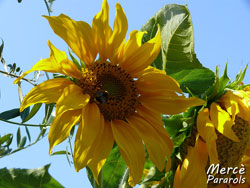 Sunflower 2011